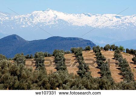 Rows of olive trees against the snowy Alpujarras mountains in Andalusia, Spain View Large Photo Image Stock Image - Rows of olive trees against the snowy Alpujarras mountains in Andalusia, Spain. Fotosearch