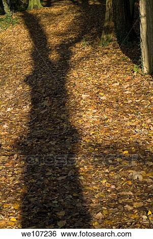 Shadow falling over ground covered with leaves View Large Photo Image Stock Photograph - Shadow falling over ground covered with leaves. Fotosearch