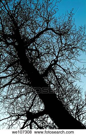 Silhouette of a bare tree trunk and branches in winter View Large Photo Image Stock Photo - Silhouette of a bare tree trunk and branches in winter. Fotosearch