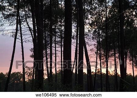Silhouette of pine trees at dusk in the Landes forest, France Aquitaine View Large Photo Image Stock Photography - Silhouette of pine trees at dusk in the Landes forest, France Aquitaine. Fotosearch