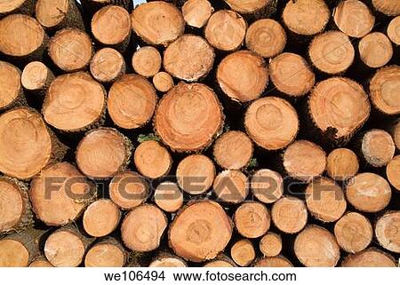 Stack of wooden logs in the Landes forest, Aquitaine, France View Large Photo Image Picture - Stack of wooden logs in the Landes forest, Aquitaine, France. Fotosearch