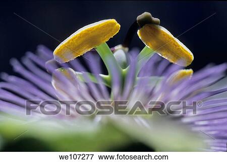 Stock Photo - Stamen of a Passionflower Passiflora edulis, France. Fotosearch