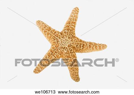 Starfish on white background ready for cut out View Large Photo Image Stock Image - Starfish on white background ready for cut out. Fotosearch