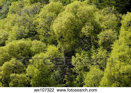 Sunlight shining on treetops at spring, Mirabel Village, Ardeche, France View Large Photo Image Stock Image - Sunlight shining on treetops at spring, Mirabel Village, Ardeche, France. Fotosearch