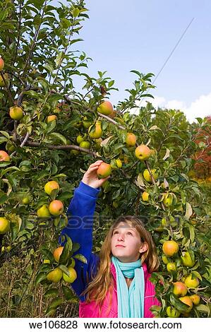 Teen Girl Picking Apples Vermont, USA MR RF 00-9 NO PR View Large Photo Image Stock Photo - Teen Girl Picking Apples Vermont, USA MR RF 00-9 NO PR. Fotosearch