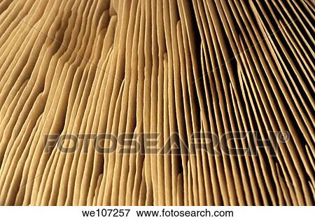 Textured surface of a mushroom View Large Photo Image Stock Photo - Textured surface of a mushroom. Fotosearch