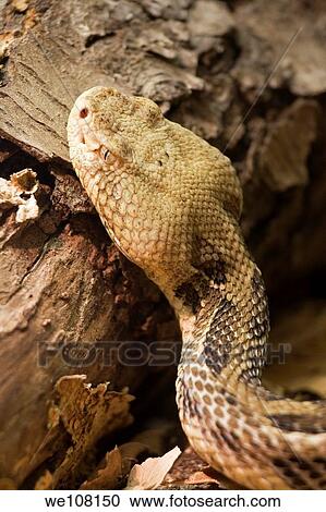 Timber Rattlesnake Crotalus horridus View Large Photo Image Stock Image - Timber Rattlesnake Crotalus horridus. Fotosearch