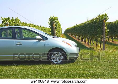 Toyota Prius Hybrid Automobile in Vineyard Newport, Rhode Island NO MR No PR View Large Photo Image Stock Photo - Toyota Prius Hybrid Automobile in Vineyard Newport, Rhode Island NO MR No PR. Fotosearch