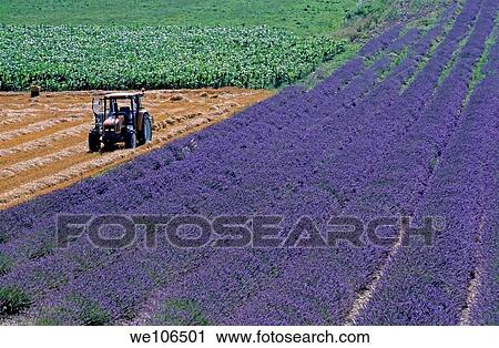 Tractor in a lavender field, Grignan, Provence, France View Large Photo Image Stock Image - Tractor in a lavender field, Grignan, Provence, France. Fotosearch