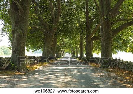 Tree Lined Street Newport, Rhode Island NO MR No PR View Large Photo Image Stock Photo - Tree Lined Street Newport, Rhode Island NO MR No PR. Fotosearch