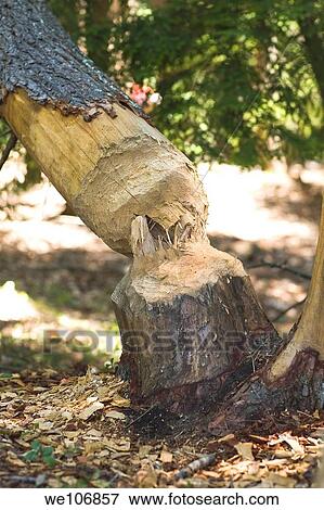 Tree Taken Down by a beaver Berkshire Mountains, Massachusetts NO MR NO PR View Large Photo Image Stock Photo - Tree Taken Down by a beaver Berkshire Mountains, Massachusetts NO MR NO PR. Fotosearch