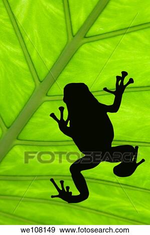 Stock Photo - Treefrog silhouetted on a green leaf. Fotosearch