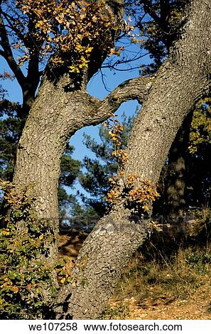 Two joined oak trees, Var, Provence, France View Large Photo Image Stock Photo - Two joined oak trees, Var, Provence, France. Fotosearch
