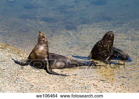Two sea lions on the beach at the Cienfuegos Dolphinarium, Cuba View Large Photo Image Picture - Two sea lions on the beach at the Cienfuegos Dolphinarium, Cuba. Fotosearch