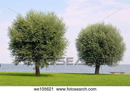 Two trees View Large Photo Image Stock Image - Two trees. Fotosearch
