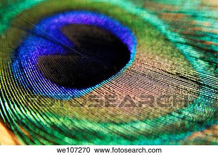 Stock Image - Vibrant colours of a peacock feather. Fotosearch