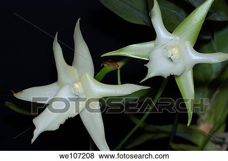 White blooming Christmas Orchid Angraecum sesquipedale View Large Photo Image Stock Photo - White blooming Christmas Orchid Angraecum sesquipedale. Fotosearch