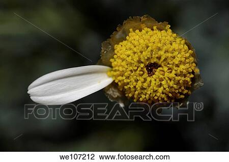 Stock Image - White daisy with only one petal. Fotosearch