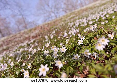 Stock Image - Wood Anemone Anemone nemorosa, Sweden. Fotosearch