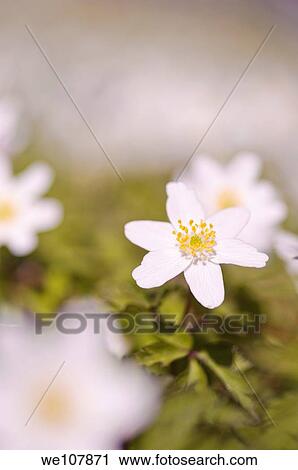Stock Image - Wood Anemone Anemone nemorosa, Sweden. Fotosearch