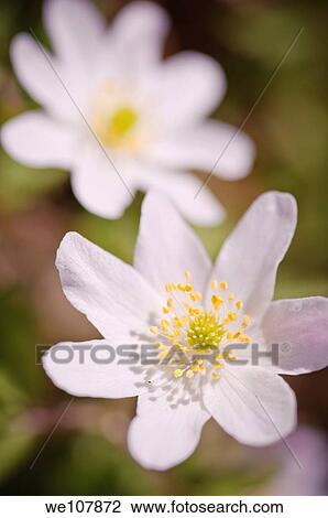 Wood Anemone Anemone nemorosa, Sweden View Large Photo Image Stock Image - Wood Anemone Anemone nemorosa, Sweden. Fotosearch