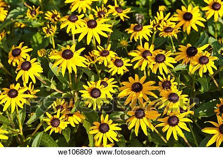 Yellow dasies View Large Photo Image Stock Photo - Yellow dasies. Fotosearch