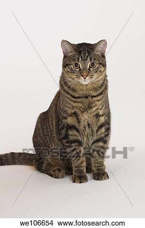 10 month old kitten View Large Photo Image Picture - 10 month old kitten. Fotosearch