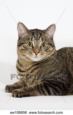 Stock Photograph - 10 month old kitten. Fotosearch