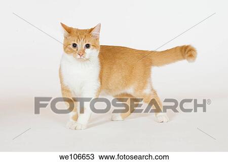 Stock Image - 4 month old kitten. Fotosearch