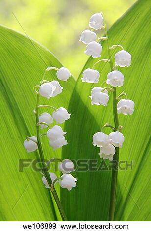 A pair of lily of the valley. View Large Photo Image Stock Photo - A pair of lily of the valley.. Fotosearch