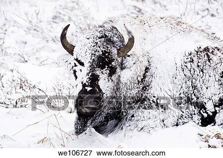 Stock Photo - A stoic bison endures a winter blizzard in Yellowstone Park. Fotosearch