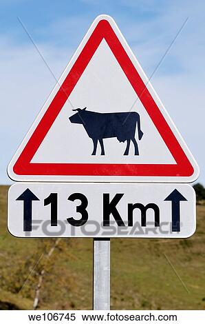 Cattle on road sign View Large Photo Image Stock Photography - Cattle on road sign. Fotosearch