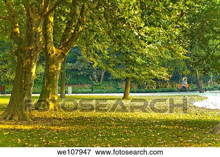 China. Hangzhou. West Lake. Small forest. View Large Photo Image Stock Photo - China. Hangzhou. West Lake. Small forest.. Fotosearch