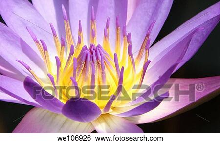 Close to the blue water lily flower View Large Photo Image Stock Photograph - Close to the blue water lily flower. Fotosearch