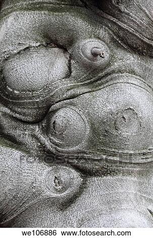 close to the fig tree trunk texture and pattern. View Large Photo Image Stock Photograph - close to the fig tree trunk texture and pattern.. Fotosearch