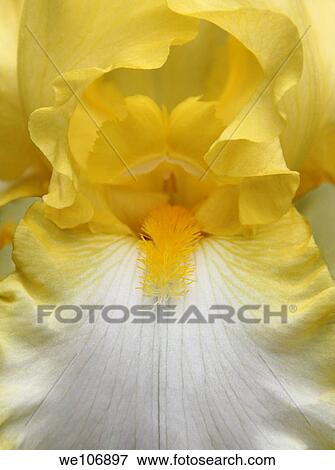 Stock Photo - Close view of the iris flower petals from stamens and about. Fotosearch