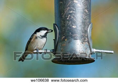 Coal tit on feeder View Large Photo Image Stock Photo - Coal tit on feeder. Fotosearch