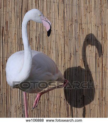 Flamingo and his shadow. View Large Photo Image Stock Photo - Flamingo and his shadow.. Fotosearch