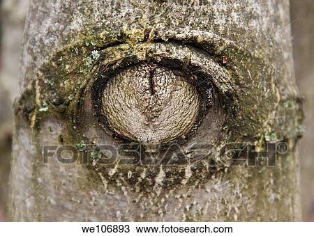 Gnarled tree trunk in the form of eye. View Large Photo Image Stock Image - Gnarled tree trunk in the form of eye.. Fotosearch