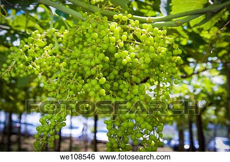 Stock Photograph - Green unripe grapevines. Fotosearch