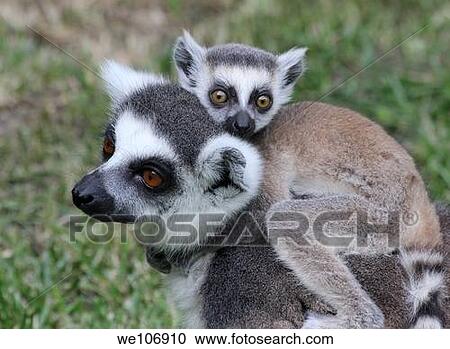 Lemur takes the kid back. View Large Photo Image Stock Image - Lemur takes the kid back.. Fotosearch