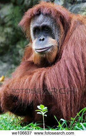Orangutan Pongo pygmaeus, Native to Borneo, Indonesia View Large Photo Image Stock Photo - Orangutan Pongo pygmaeus, Native to Borneo, Indonesia. Fotosearch