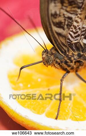 Owl Butterfly Caligo species feeding on cut fruit orange Native to Central South America View Large Photo Image Stock Image - Owl Butterfly Caligo species feeding on cut fruit orange Native to Central South America. Fotosearch