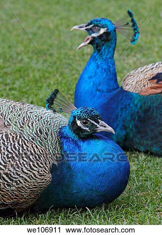 Peacocks in the grass to rest View Large Photo Image Stock Image - Peacocks in the grass to rest. Fotosearch