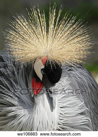 Portrait of a crowned crane. View Large Photo Image Stock Image - Portrait of a crowned crane.. Fotosearch