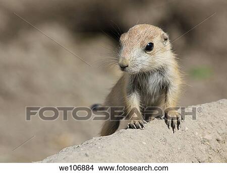 prairie dog puppy. View Large Photo Image Picture - prairie dog puppy.. Fotosearch