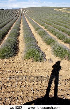 Shadow of the photographer at the edge of a lavender crop about to flower in spring View Large Photo Image Stock Image - Shadow of the photographer at the edge of a lavender crop about to flower in spring. Fotosearch