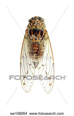 Picture - Top view of European cicada Cicadetta mediterranea. Fotosearch