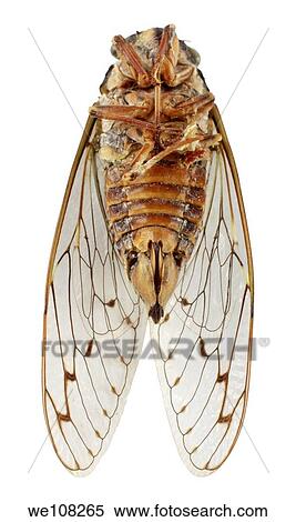Stock Photography - Upside down view of European cicada Cicadetta mediterranea. Fotosearch