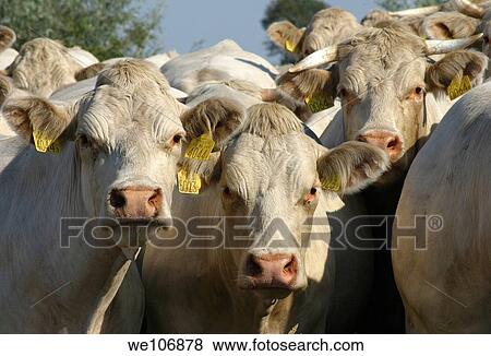 White charolais kind cow herd on the field View Large Photo Image Stock Photo - White charolais kind cow herd on the field. Fotosearch